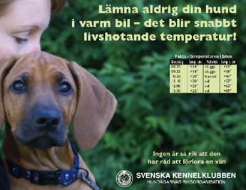 SKK Hund i bil